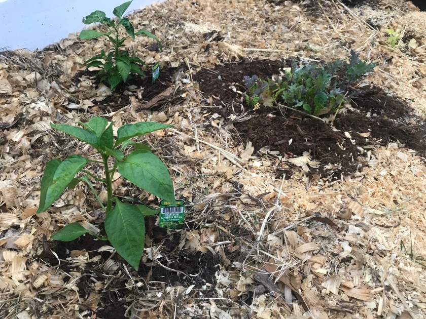 pepper plants in mulch