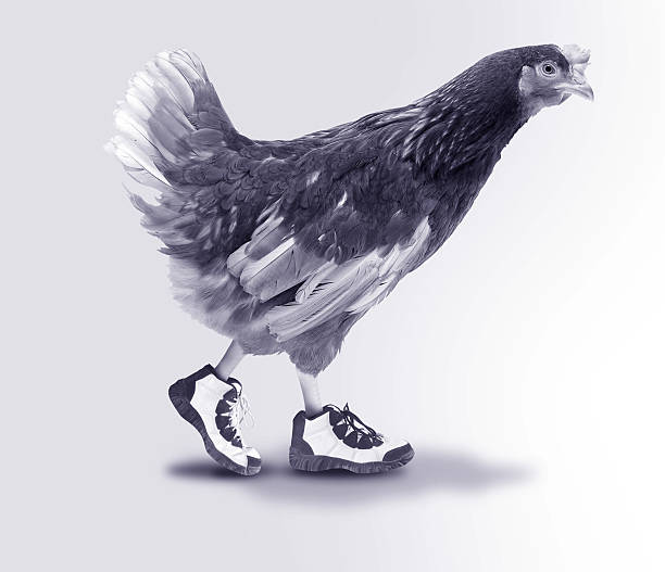 Chickens are the gateway drug